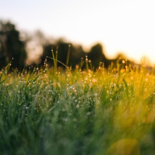 A Lifetimes Meadow