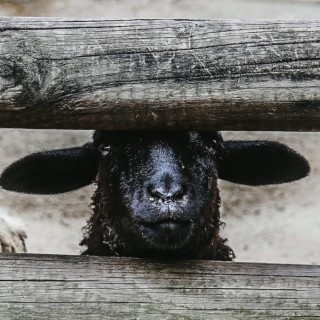 Black Sheep