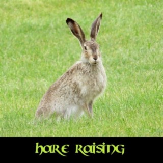 Hare Raising