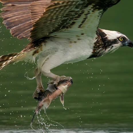 The Falcon Is Hunting | Boomplay Music