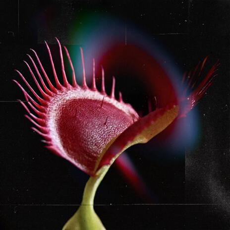 Venus Fly Trap | Boomplay Music