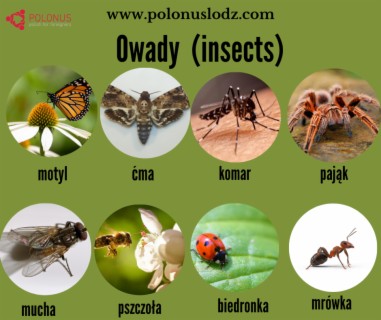 #398 Owady - Insects