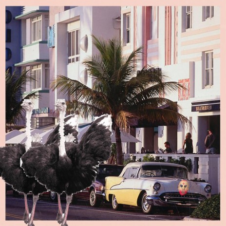 Ostrich | Boomplay Music