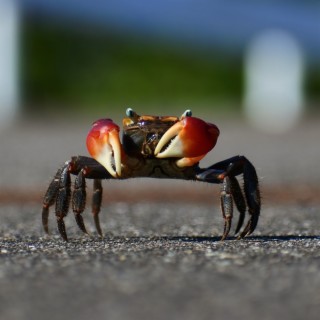 Promenade walk