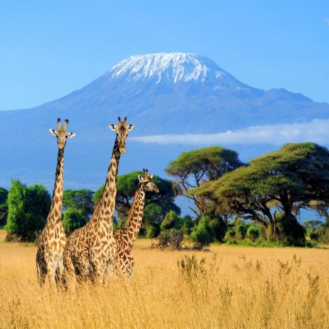Kilimanjaro | Boomplay Music