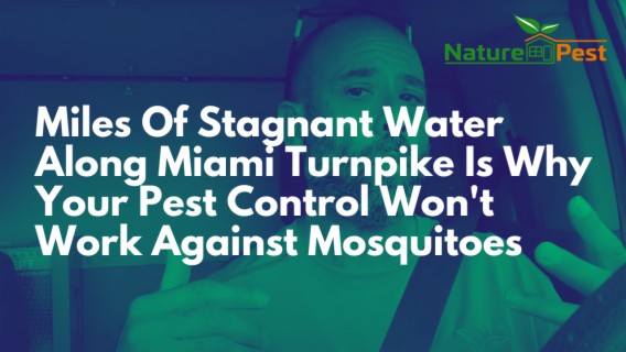 DIYPCP#84 Miles Of Stagnant Water Along Miami Turnpike Is Why Your Pest Control Won't Work Against Mosquitoes