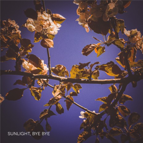 Sunlight, Bye Bye | Boomplay Music