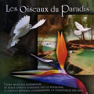 Les oiseaux du paradis