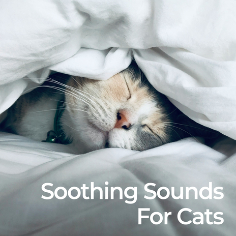 Serene Cat Melodies (No Fade, Loopable) ft. Cat Music Hour & Cats Music Zone | Boomplay Music