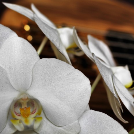 White Orchid (10 Years)