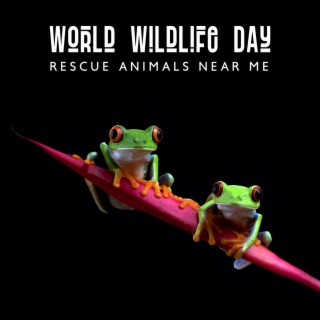 World Wildlife Day: Rescue Animals Near Me