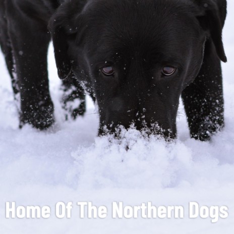 Home Of The Northern Dogs | Boomplay Music