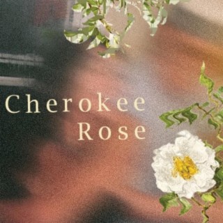 Cherokee Rose