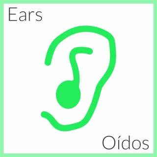 Ears/Oídos