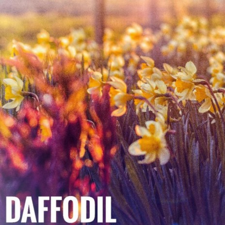 Daffodil | Boomplay Music
