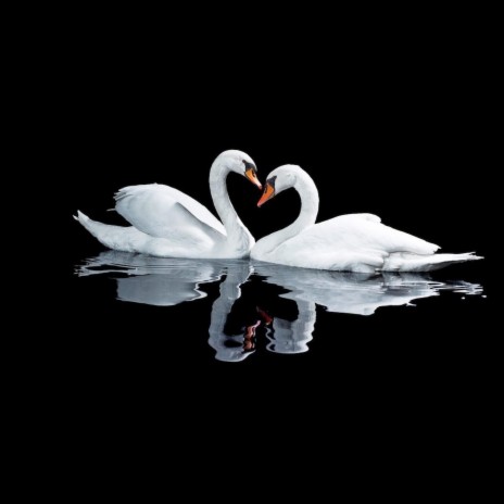 swan | Boomplay Music