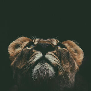 Roar