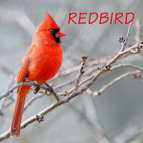 Redbird | Boomplay Music