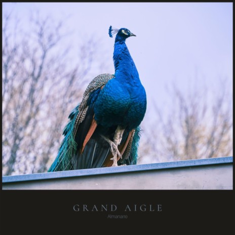 Grand aigle