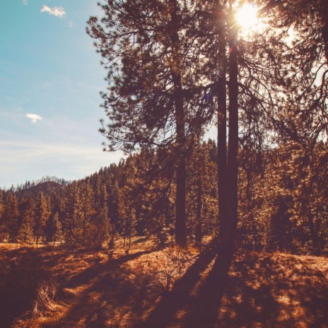 Morning Sun Beams