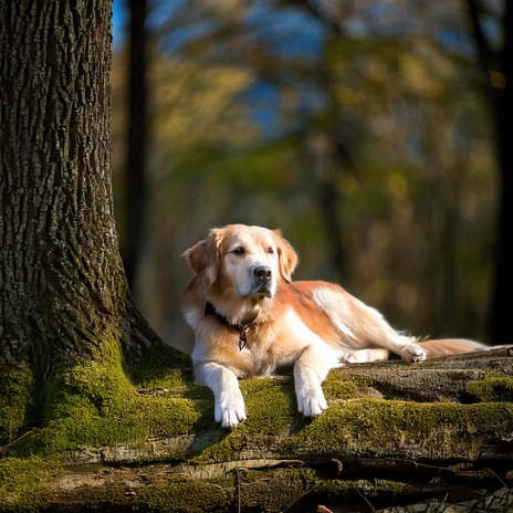 Peaceful Canine Melodies Drift ft. Relaxing Dog Music Deluxe & Groovy Music for Dogs | Boomplay Music