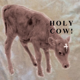 Holy Cow!