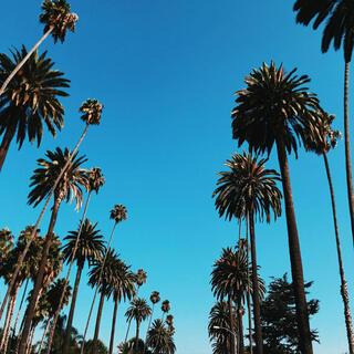 Palm Trees