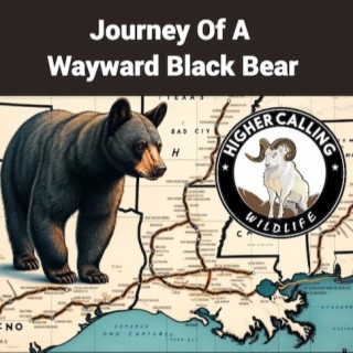 Journey Of A Wayward Black Bear