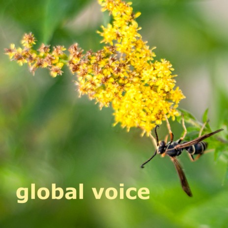 Global Voice | Boomplay Music