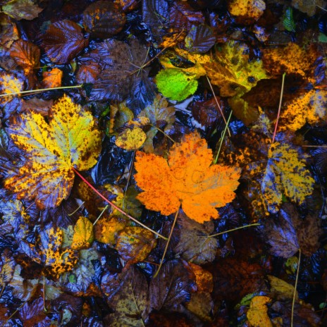 Under The Tears Of Fall | Boomplay Music