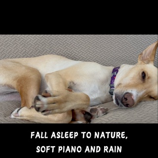 Fall Asleep to Nature, Soft Piano and Rain