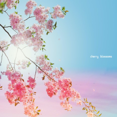 Cherry Blossoms ft. #13 | Boomplay Music