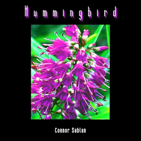 Hummingbird | Boomplay Music