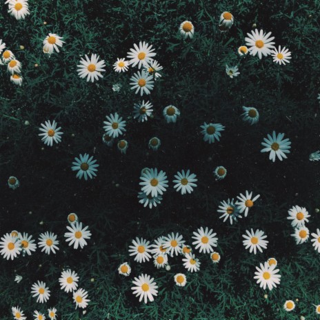 field of daisies