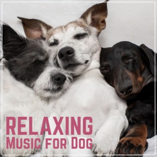 Relaxing Music for Dog