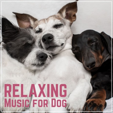 Soothing Music for Dogs
