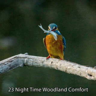 23 Night Time Woodland Comfort