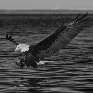 Eagle Wing Span