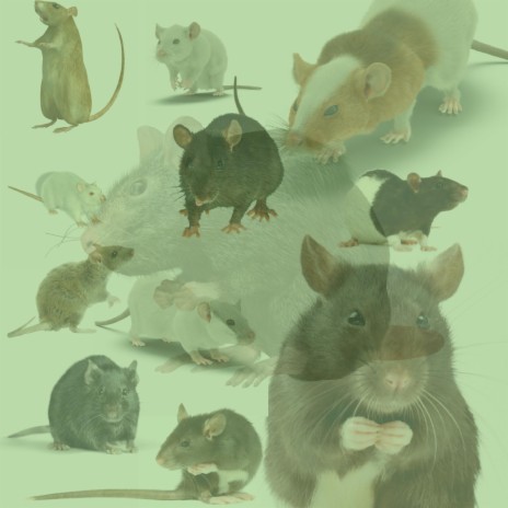 DJ rat | Boomplay Music