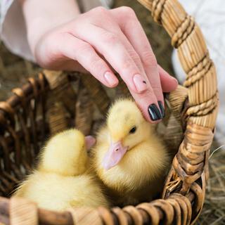 Ducklings on a walk