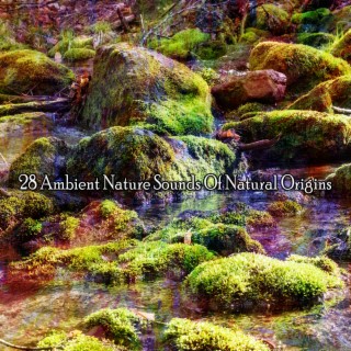 28 Ambient Nature Sounds Of Natural Origins