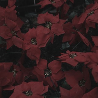 red flower (feat. YOON KYEUNG MIN)