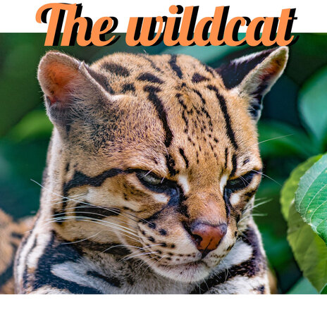 The Wildcat | Boomplay Music