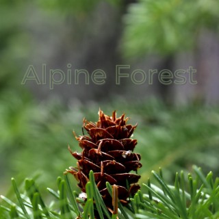 Alpine Basin