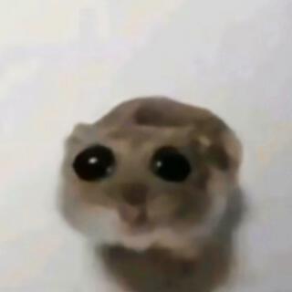 Sad Hamster