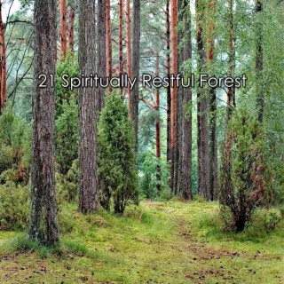 21 Spiritually Restful Forest