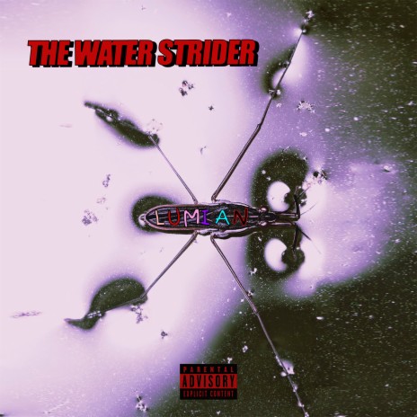 The water strider | Boomplay Music