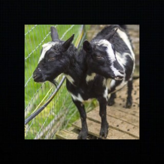 2 Headed Goat