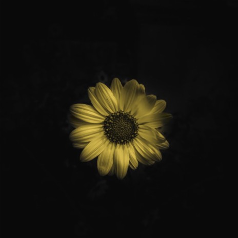 Sunflower | Boomplay Music