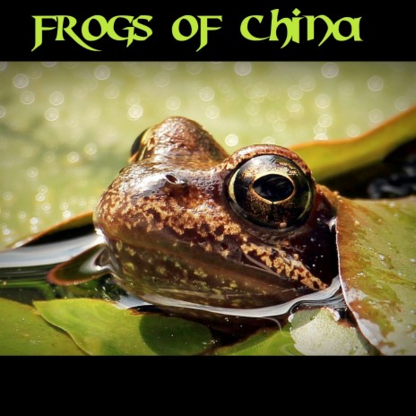 Chapa Bug-Eyed Frog | Boomplay Music